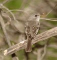 /album/photo-gallery-homepage/swamp-flycatcher-jpg/